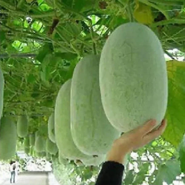 Ash Gourd (জালি কুমরা) -1 KG